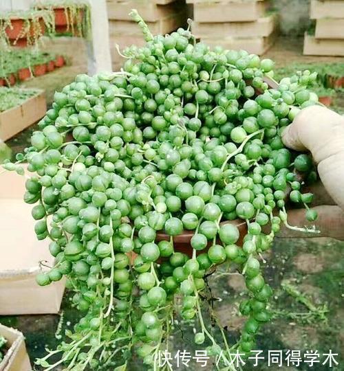 养护|3种多肉植物，6月养一盆正当时，耐热耐晒开花美，喜欢别犹豫