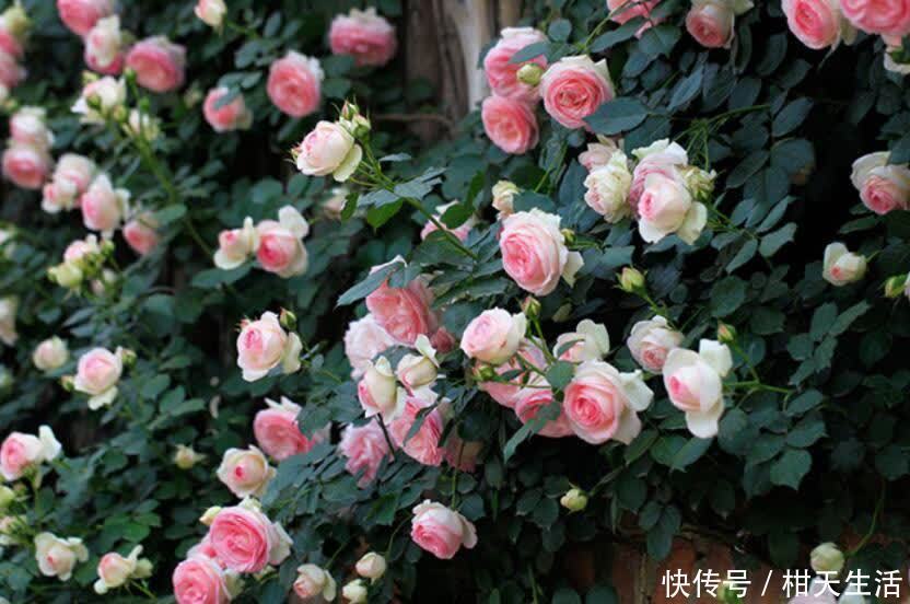 藤花|如果你爱养花,建议养点爬藤花,让院子美成花海