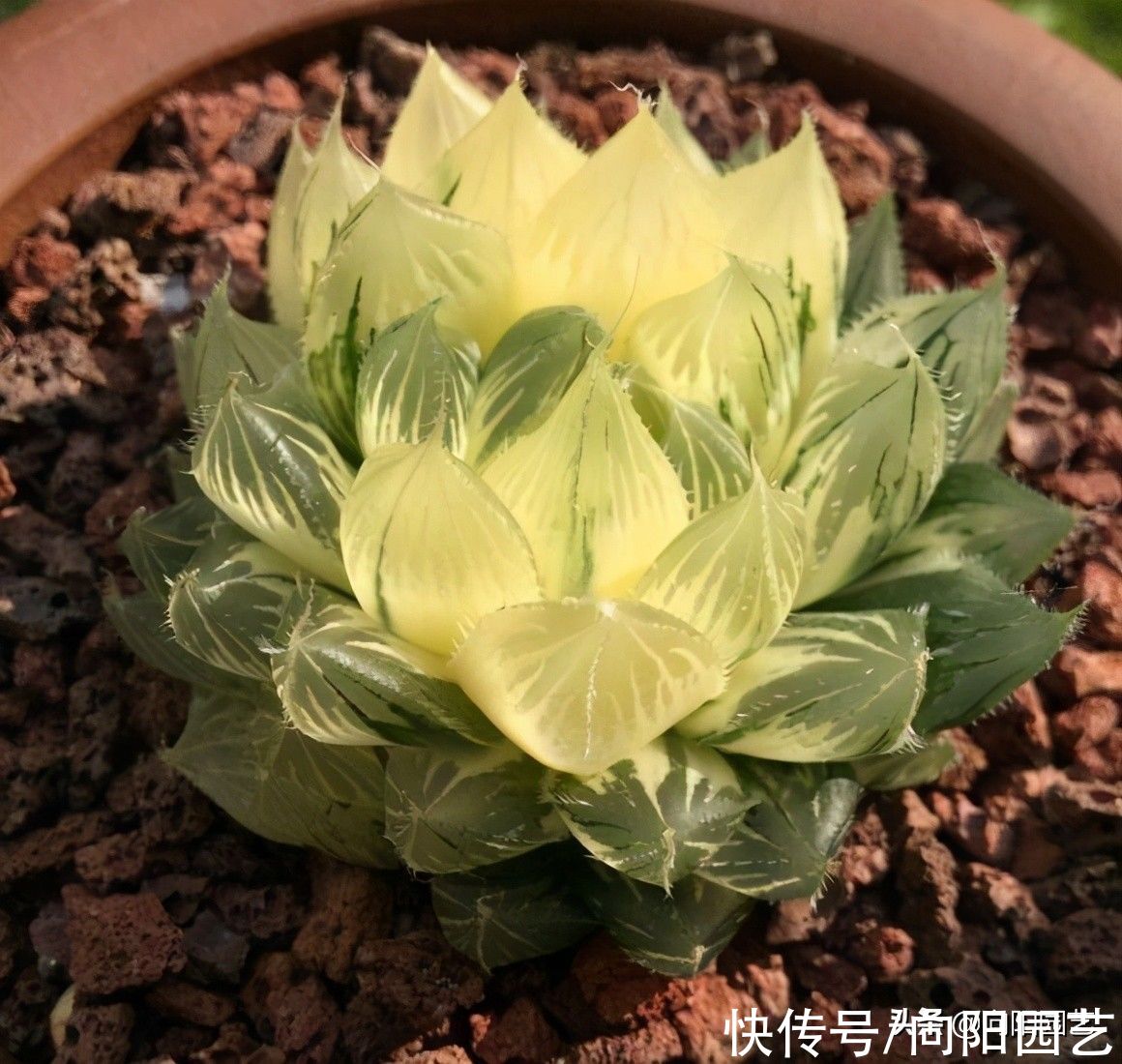 多肉|你买过最贵的多肉多少钱？300块的冰灯玉露锦，很多人都说不值