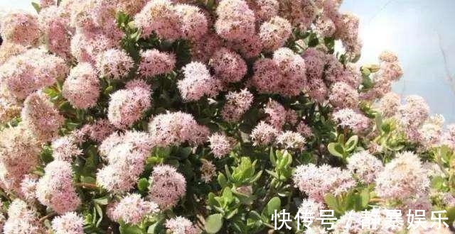 玉树开花不只需要时间这么简单,这3个条件不满足,开花都是空谈