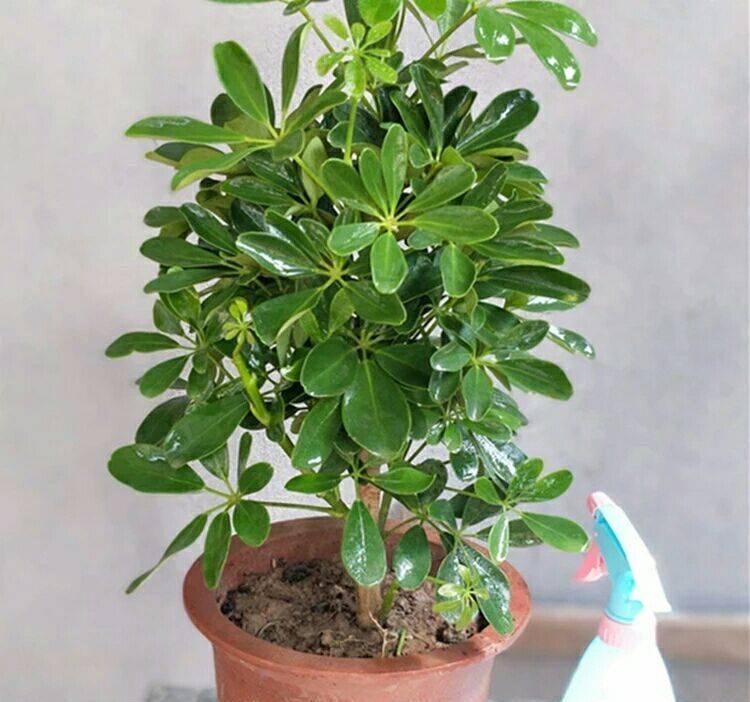 家养鸭脚木，学会一招，越养越多越养越旺，净化空气又美观
