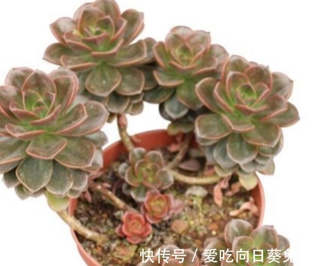 养多肉别忘了巧克力方砖