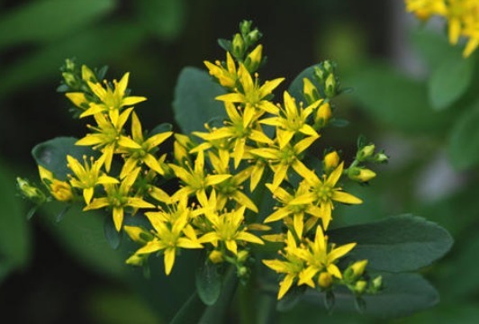 马齿苋|农村这3种野菜，浑身上下都是宝，却遭人嫌弃，遇到就摘回家吧