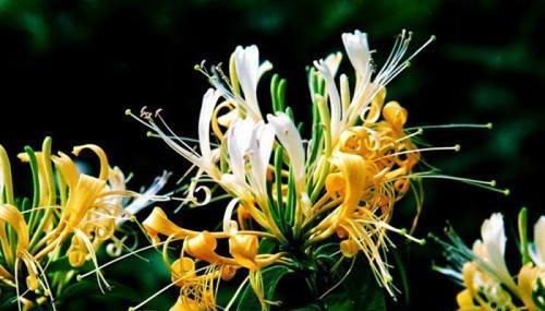 家里养花选它,沾土就能活,比桂花香10倍,开花200天以上!