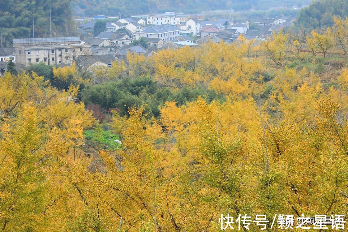 塔川|古村改造的标杆，乌桕树成了摇钱树，赏秋胜地闻名全国