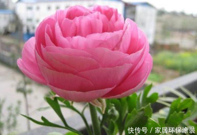 4款花卉,花大色艳花期长,养客厅一盆,香飘四溢