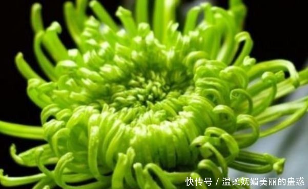 喜欢菊花,就养盆“优良名菊”绿朝云,花似惊鸿起舞,晶莹碧绿