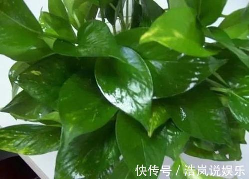 一条沟|“家家都有的营养液,给花卉滴10滴,叶子油光翠绿开花500朵