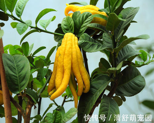 老花农都爱养的四大辟邪花卉,养一盆避邪镇宅,你家养了没?