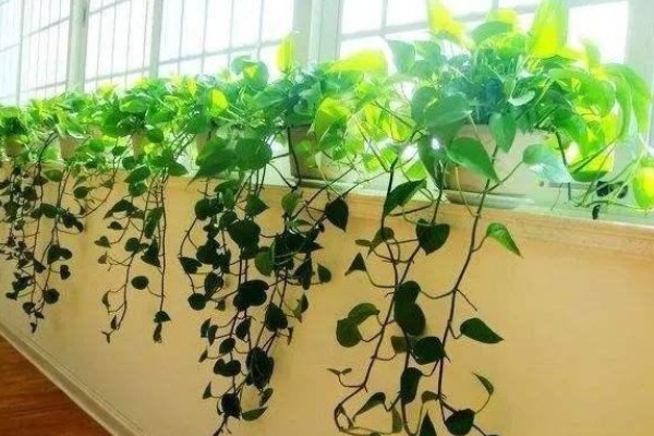 老一辈人常说，“一颗绿萝七个鬼”，家中为什么忌讳养绿萝