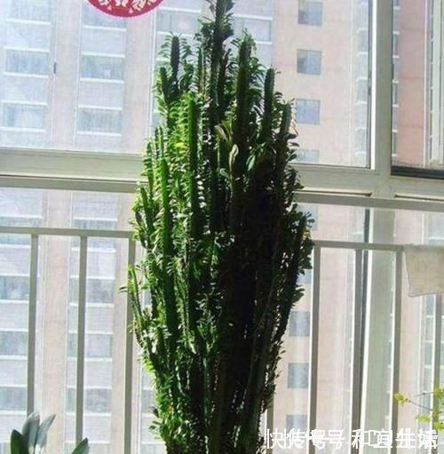 巴西|家里养这几款植物,娇小不占地,财源滚滚来,懂花的人都在养