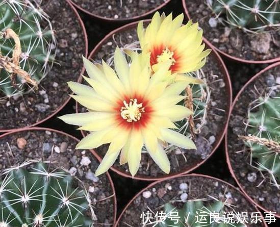 家里盆栽植物的要注意:此4种进屋,既对健康不利又影响运气