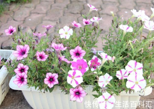 这4种花不易生病好养活,开花就爆盆,园艺新人小白入手不吃亏