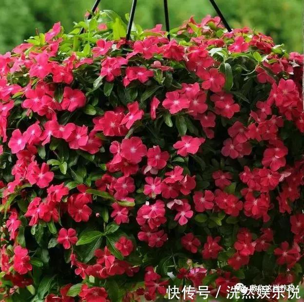 孕蕾|5种花爱晒太阳，越晒花越多，很快就能爆盆！