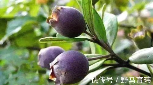 营养成分|女性想要皮肤好,推荐常吃3种食物,美容养颜,滋润身体