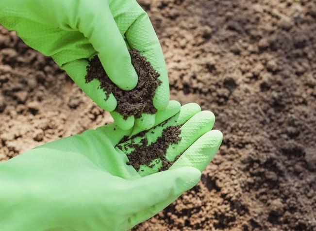 养护|散尾葵养护并不难,做好这四点最关键,四季常青茂密