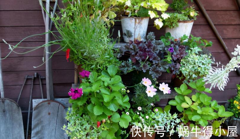 花卉|入秋后养花，这4个层面没有顾及到，生长旺期的植物一样会黄叶