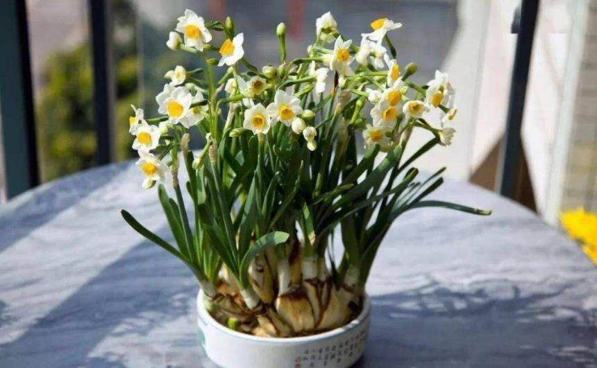 被当做一次性花的漂亮花卉,一个小技巧,还能继续开花