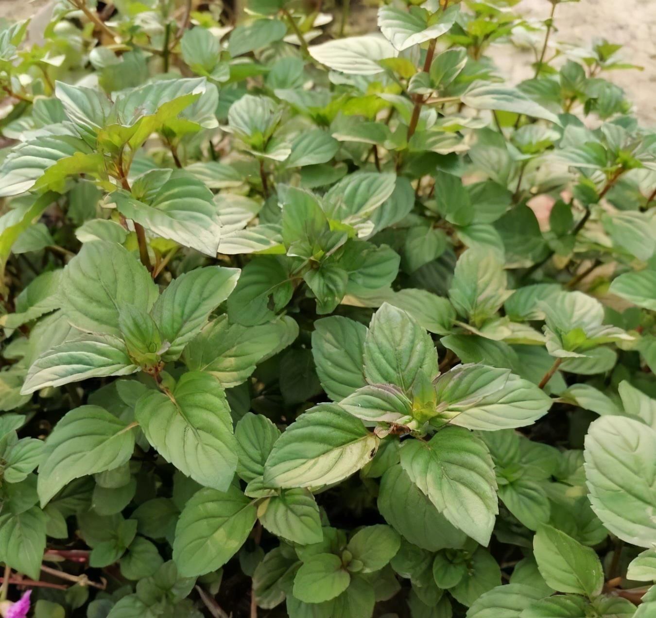 把薄荷养到枝叶繁茂爆盆，从“3点”做起，三个月后大变样