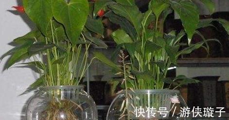 水培植物长势差,易烂根,注意4个细节,不烂根养护省心