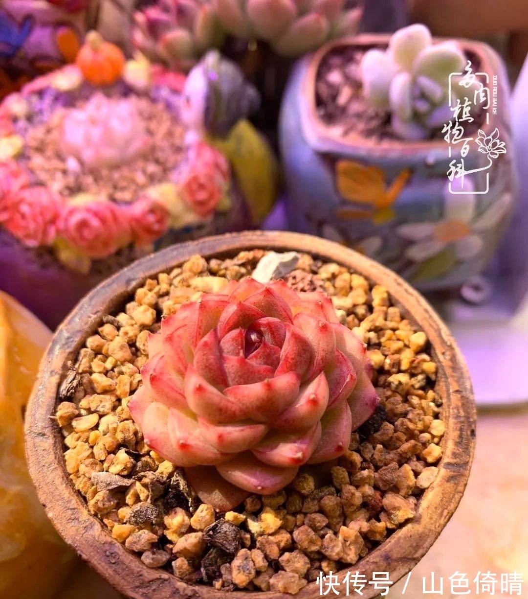 我与多肉植物百科的398天离别又重逢！