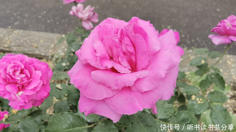 花花世界|紫色月季花在北京的花花世界中最显高贵