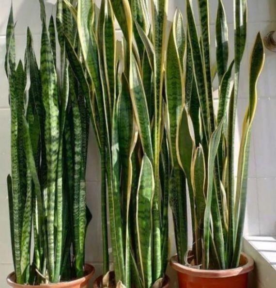 肥料|养虎皮兰,打开它的“小开关”,新芽直往外窜,1盆变10盆