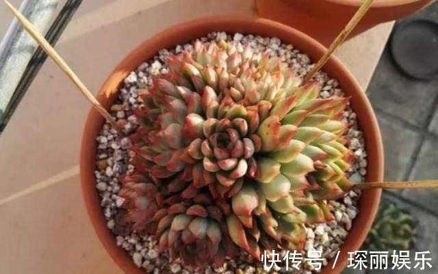 小动作|浇水前做个“小动作”，养花从来不烂根，个个猛开花，刹不住闸