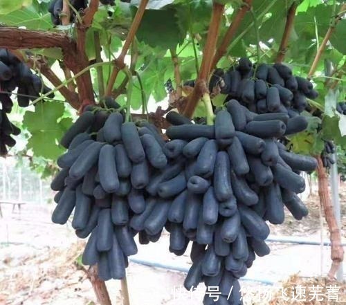 水果|家里有院子的,此树要种2棵,好吃又好看,关键营养价值高!