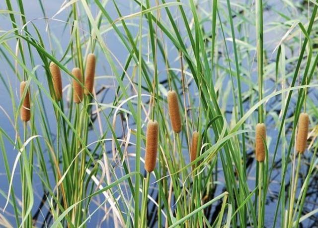 在河边,有1种奇特的“植物”,被称为“香肠草”,殊不知珍贵!