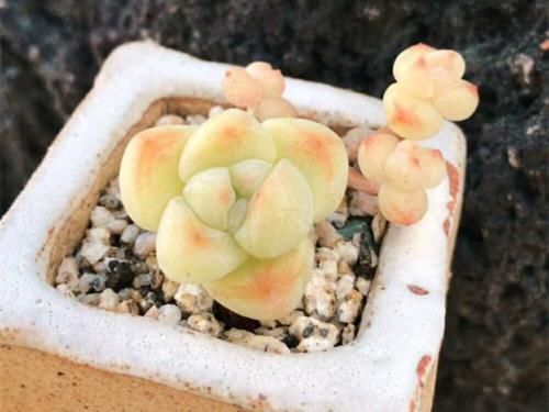 漂亮|封闭阳台养什么多肉最合适，老花友诚心推荐这12款，省心又漂亮