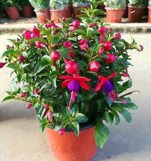 忌讳|用磷酸二氢钾促花,有“3忌”要避免,已被“证实”用错难开花