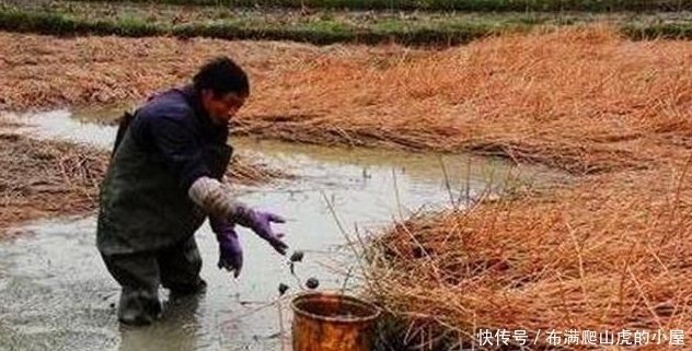 值钱|老人挖渠挖出9公斤黄金,和一个“破壶”,专家:壶更值钱