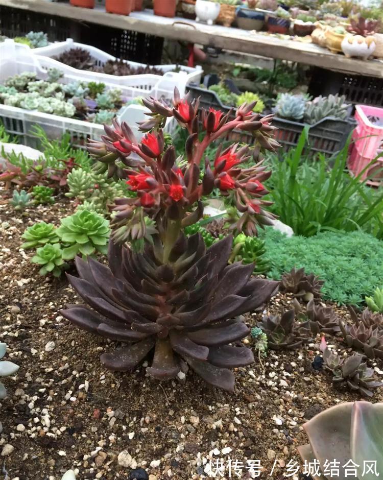 刚买来的多肉太瘦,告诉你这样栽变胖一倍