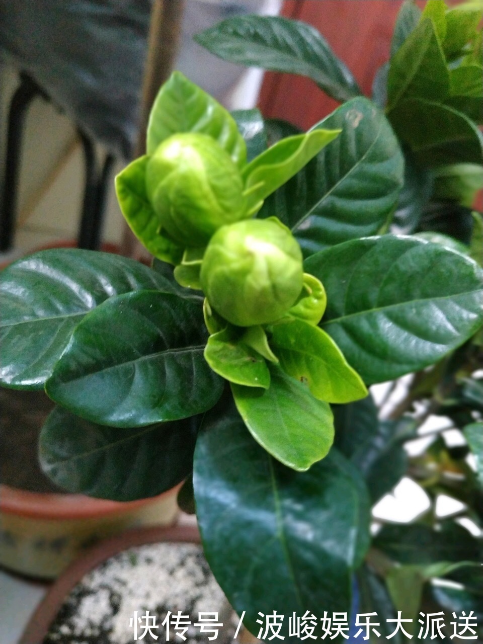 花盆|栀子花养不好可能不是你的问题，挖开花盆看“这里”，你就明白