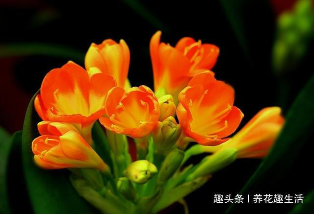 君子兰喝了这种4毛钱不到的“液体”,枝繁叶茂花开爆盆