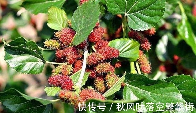 桑树苗|桑树不仅果子能吃,叶子能养蚕,它还有这些有意思的传说