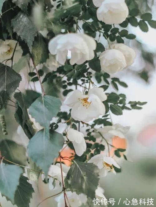 陆游&15首最美宋词情诗余生只愿与君度,情深不负共白头