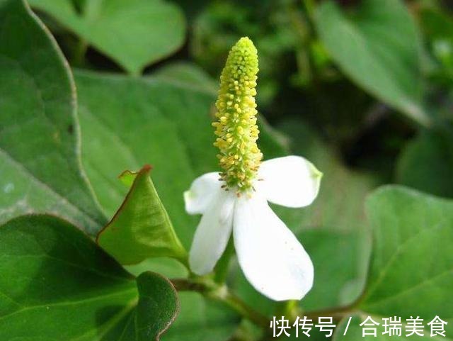 阳台种了“狗狗菜”,有人爱极了有人受不了,其实价值高应该多吃