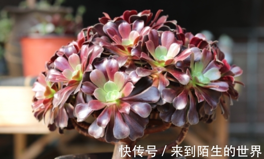 养多肉黑法师，单头变成多头，只需简单一刀，就能长出多个花头