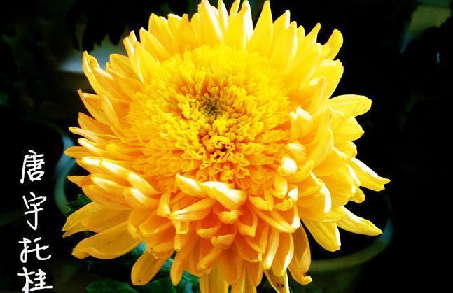 喜欢菊花,不如养盆“珍稀名菊”唐宇托桂,似金蕊金衣,光芒四射