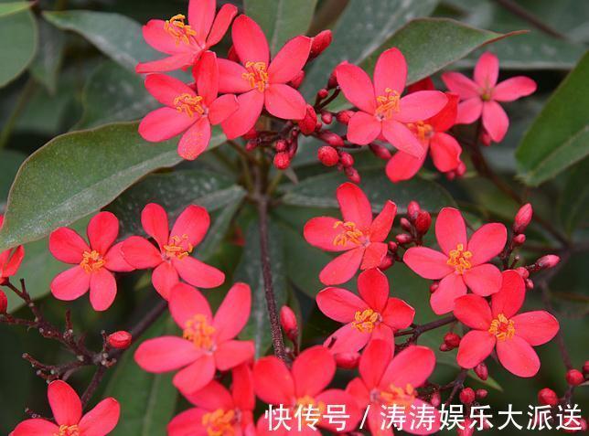 赏花|养种“日日樱”，花朵“红如火”，花多开成球，一年四季赏花不断