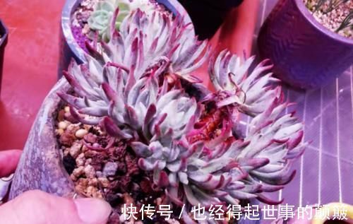 泥炭土|爱杜丽丝是仙女杯属的经典多肉,不但好养且养成老桩后充满沧桑感