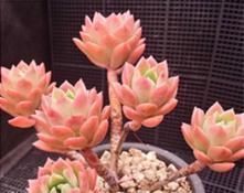 普货多肉马库斯,皮实健壮爱爆头,掌握4个要点,长成漂亮老桩