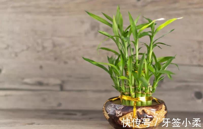 吉祥|7种寓意“旺财”的花,适合养在家里,看着就有好兆头