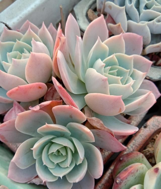 养了5年多肉,从小白变成大神,这些经验送你了