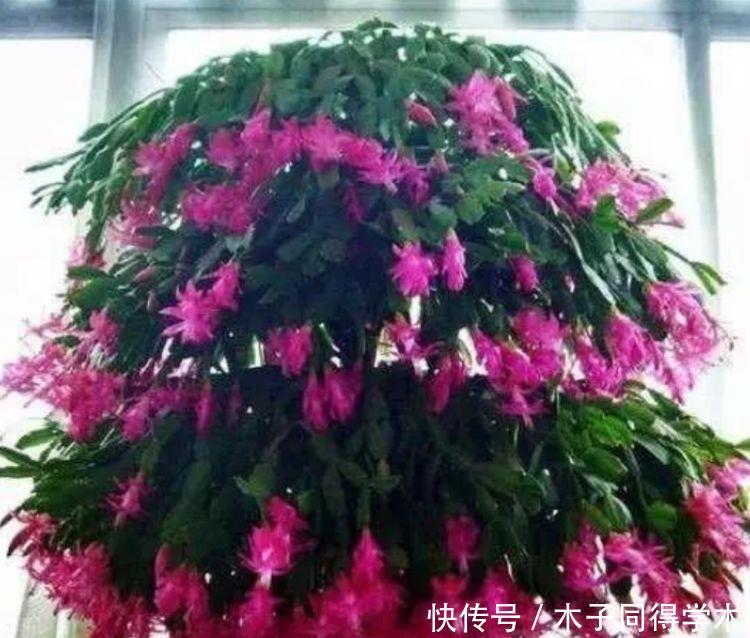 家里几款花卉，便宜又好养，花开香飘溢满屋