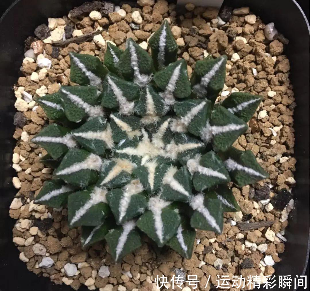 最昂贵的10种多肉,第一种价格高达600万,网友直呼买不起