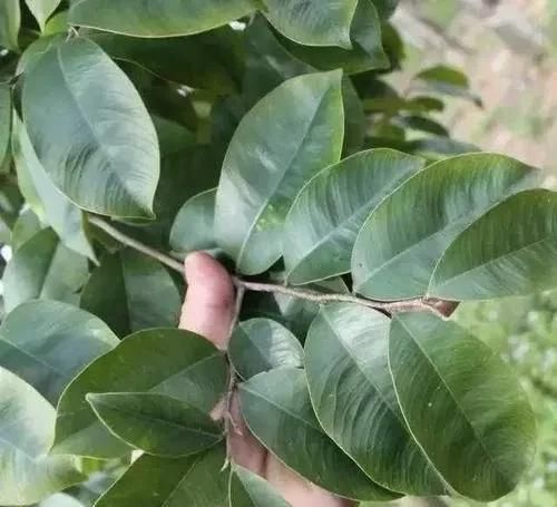 沉香树长什么样子?有什么作用功效?