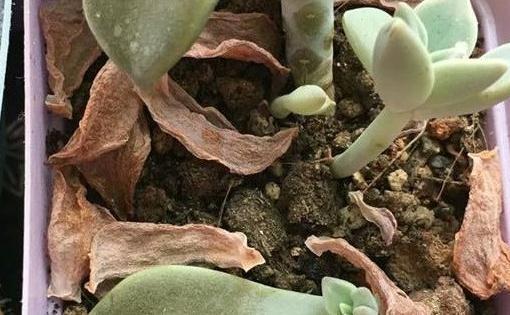 多肉枯叶别乱摘，弄巧不成反成拙，分清品种和时节很重要